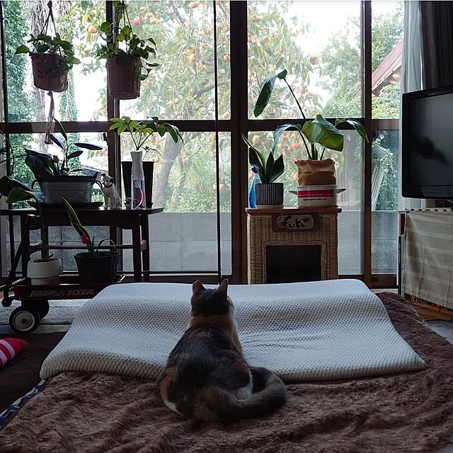 fukuさんの実例写真