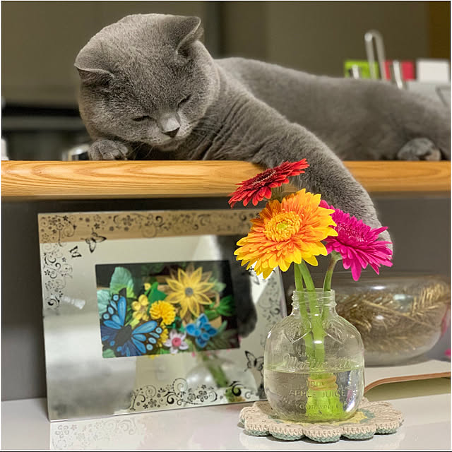 kittyさんの実例写真