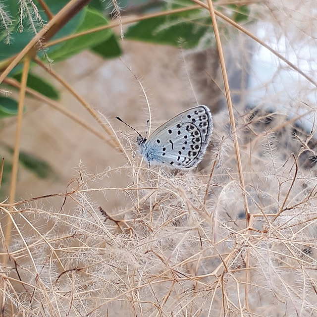 blueさんの実例写真