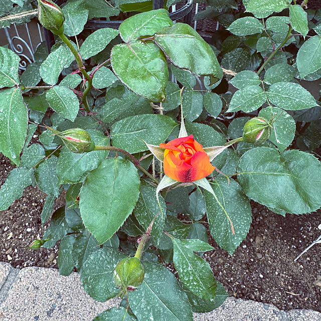 RoseLife5818さんの部屋