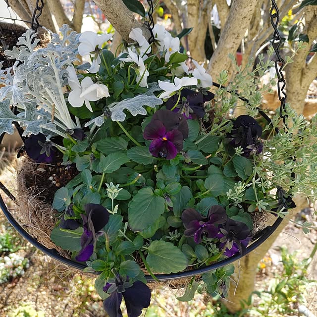 salacocoさんの実例写真