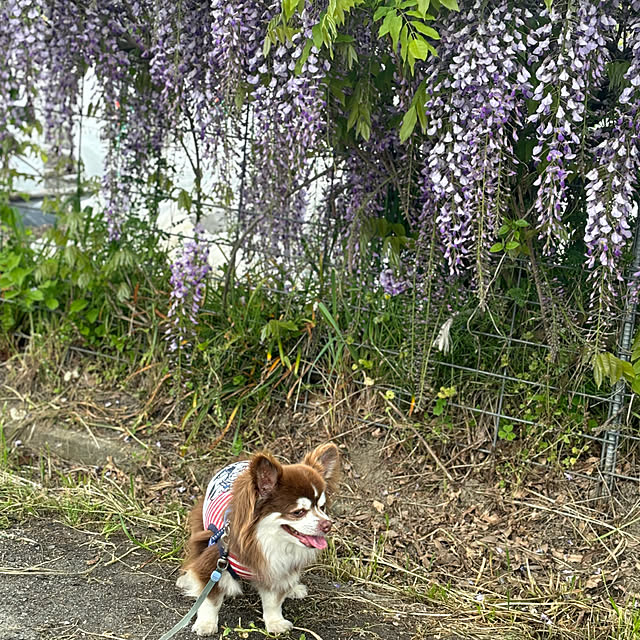 chIoeさんの部屋
