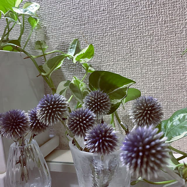 kapiさんの実例写真