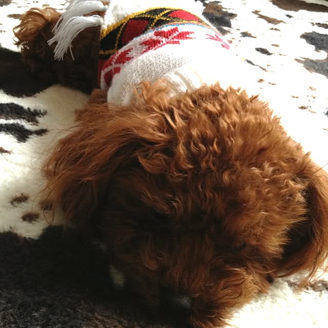 cocoさんの実例写真