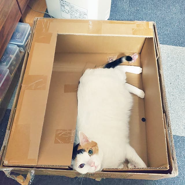 HOTARU.catさんの実例写真
