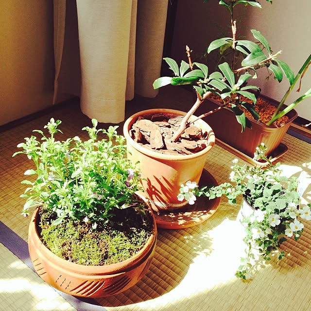 Kunlunflower297さんの実例写真