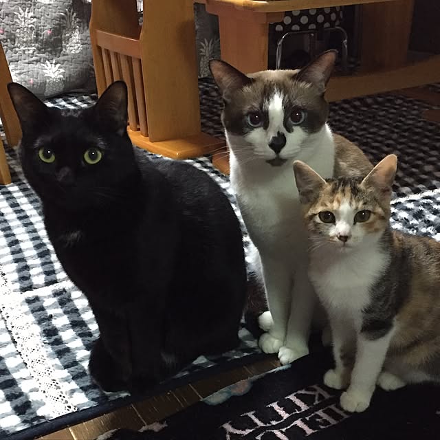 vivienne.coco-keiさんの実例写真