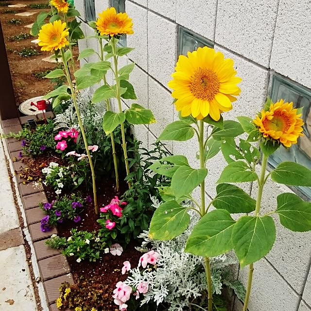 youmomoさんの実例写真