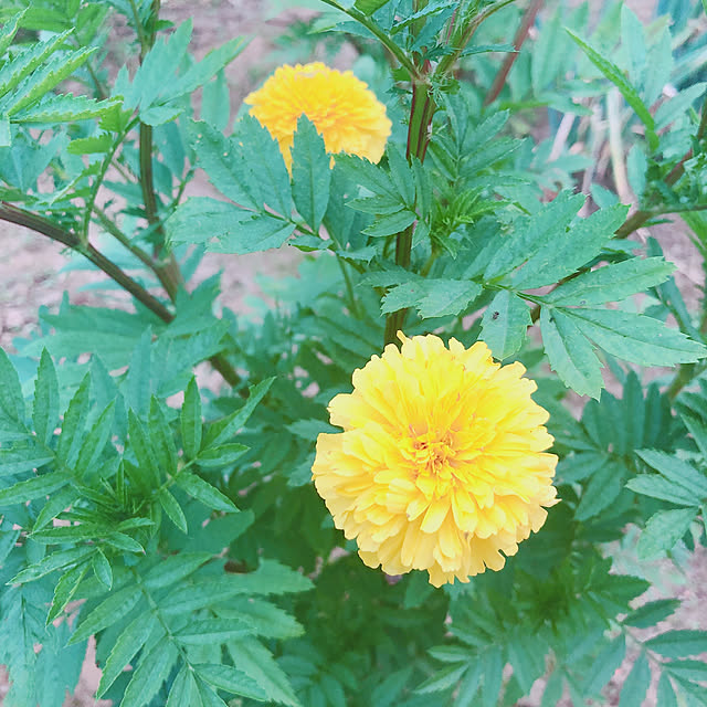 Ruiさんの実例写真
