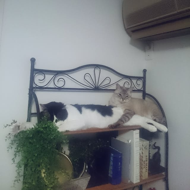 hoshiさんの実例写真