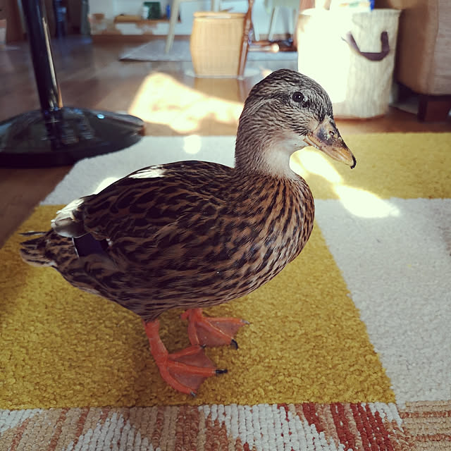 akiさんの実例写真