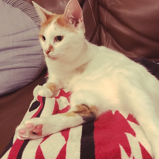 ziziguguさんの実例写真