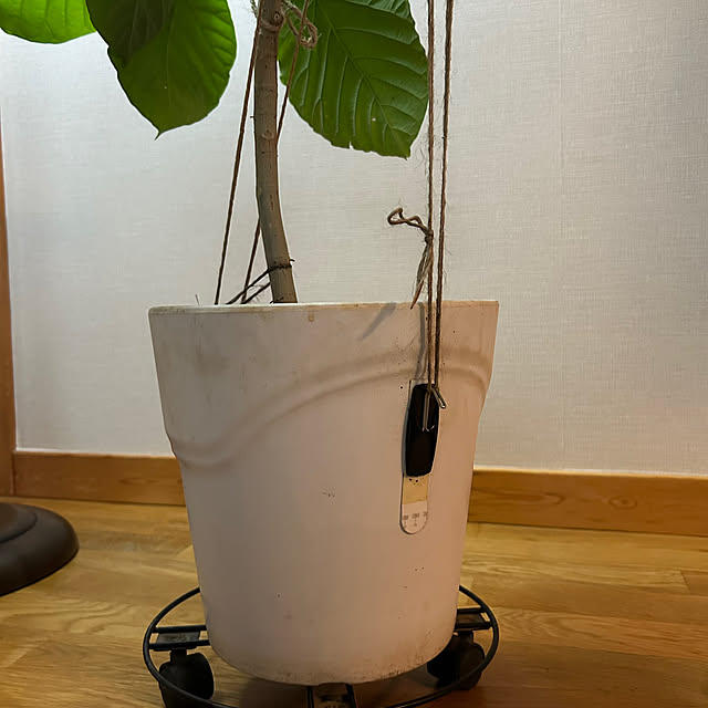 botanさんの部屋