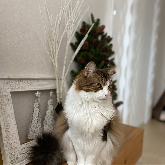 furitamaさんの実例写真