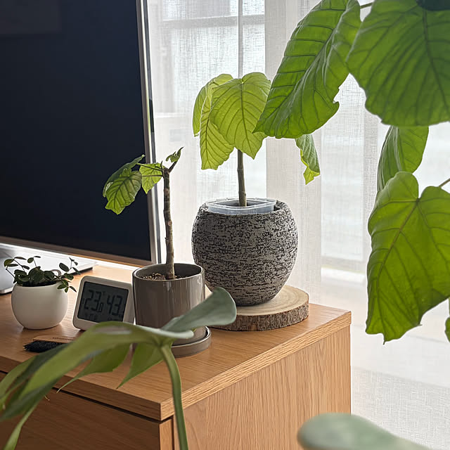 Anthuriumさんの部屋