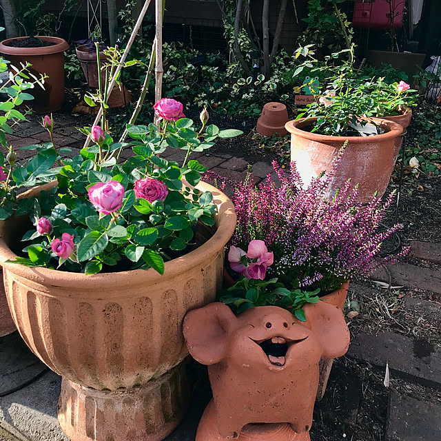 butachanさんの実例写真