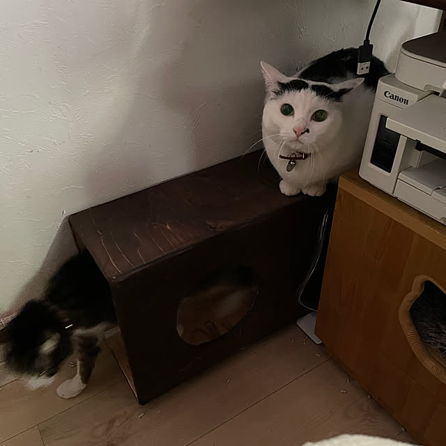 coolcats0528さんの実例写真