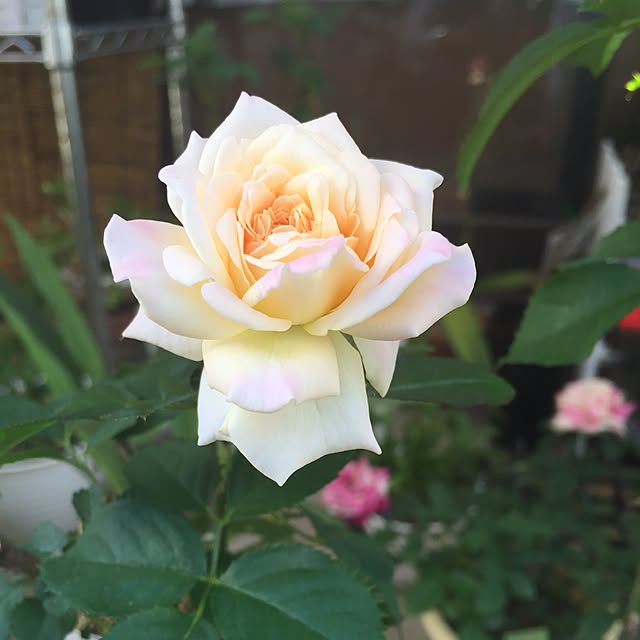 cafeaulait3735さんの実例写真