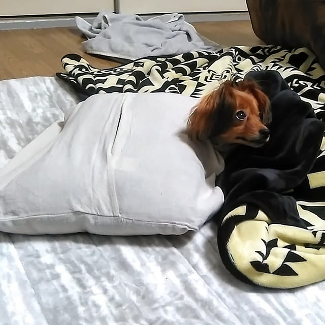 toratanさんの実例写真
