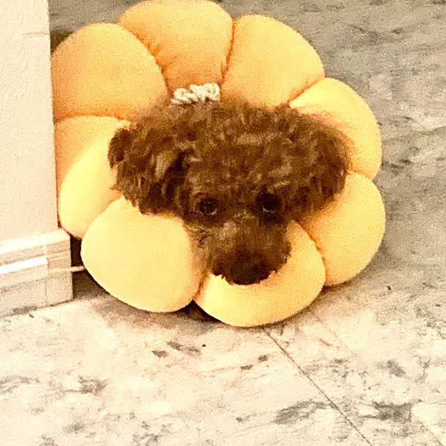 MOMOMAMAさんの部屋