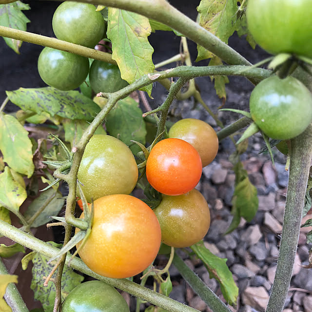 azureさんの実例写真