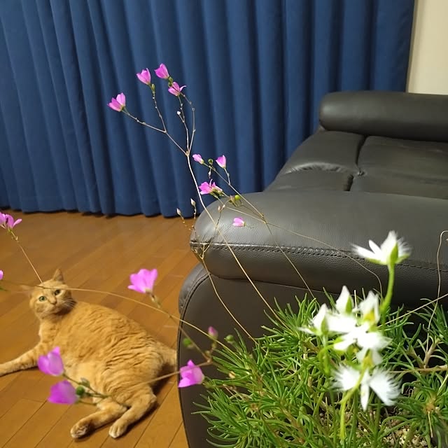 NOAHさんの部屋