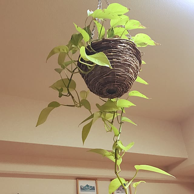chicchi.yさんの実例写真