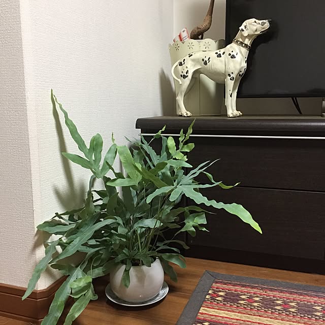 shizuさんの実例写真