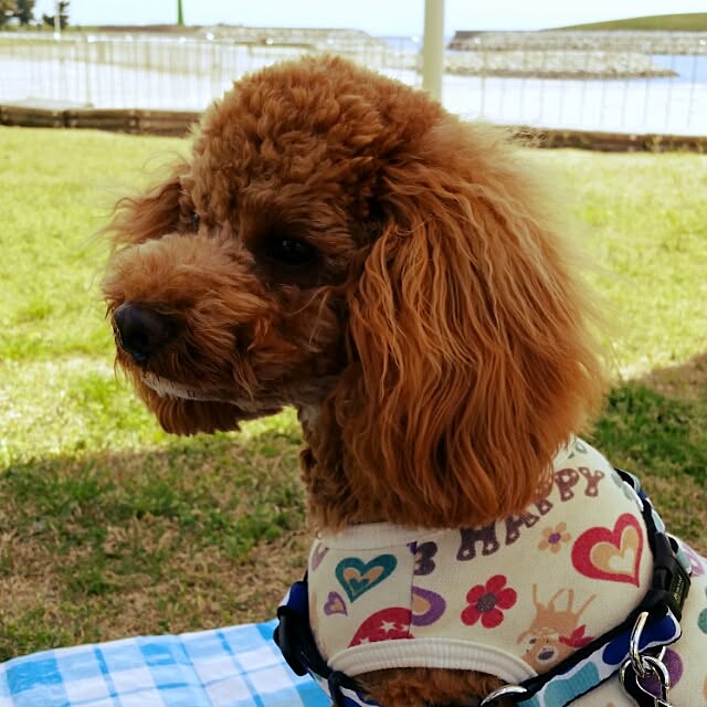 tomoki.さんの実例写真