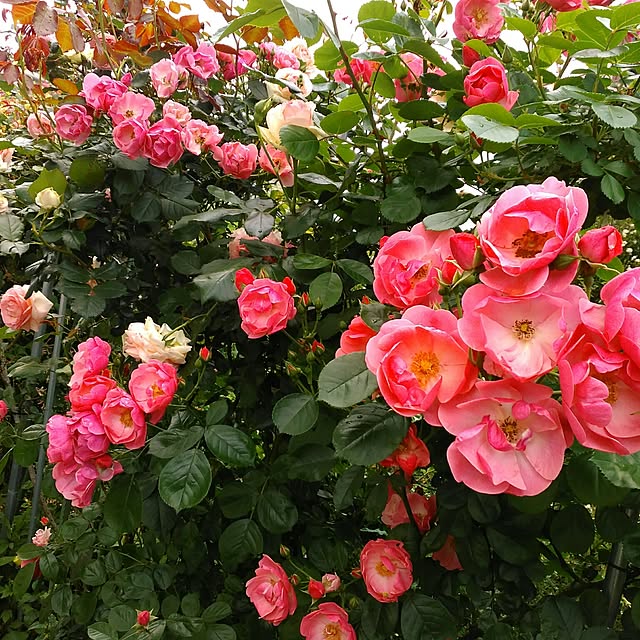 shoko0420さんの実例写真
