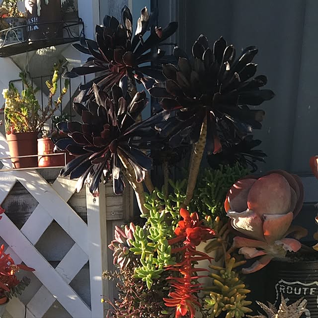 yucchy125さんの実例写真