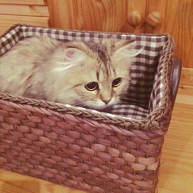 teddyさんの実例写真