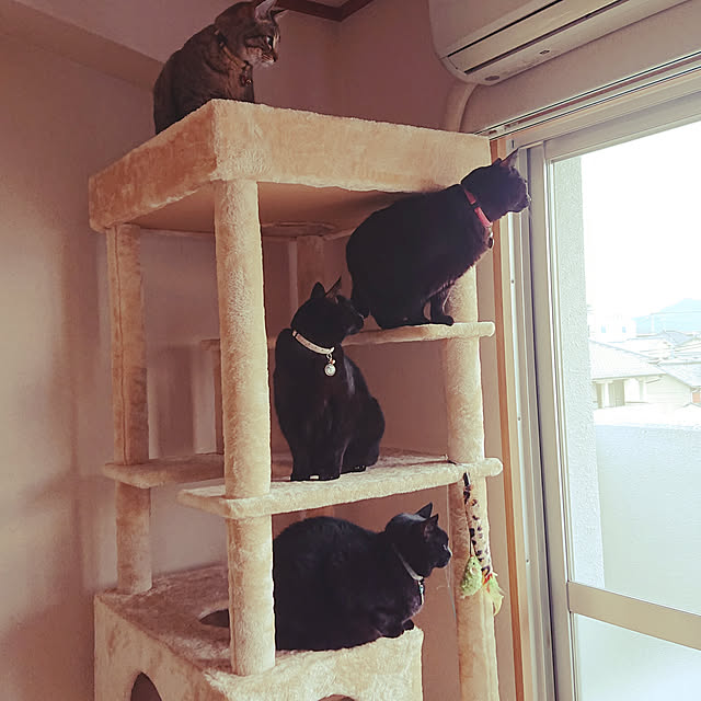 壁/天井/猫多頭飼い/賃貸アパート/ねこと暮らすのインテリア実例 - 2020-02-23 14:15:03