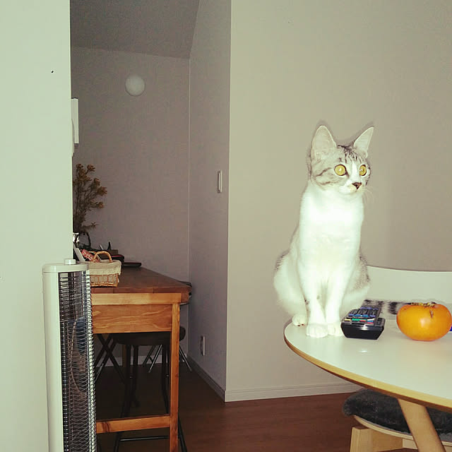 saoさんの実例写真