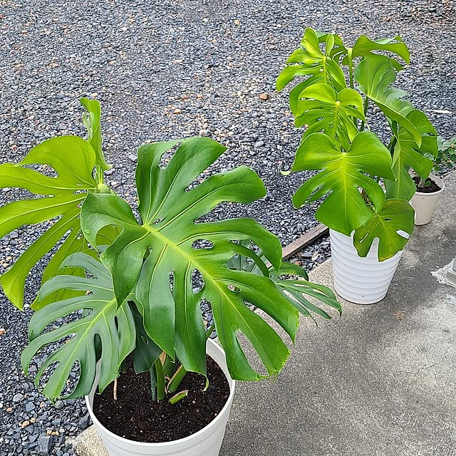 Rubiconさんの部屋