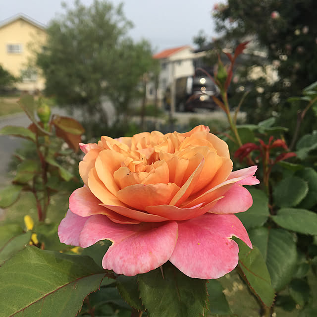 shigimiさんの実例写真