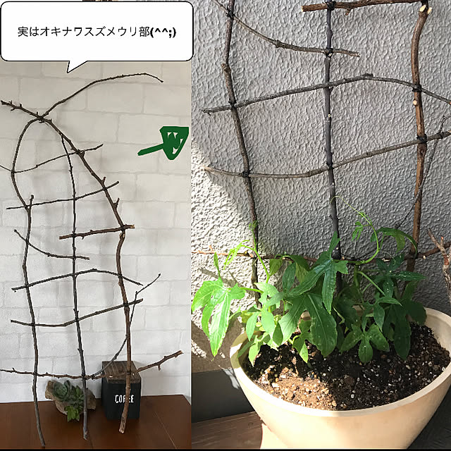 Unokiさんの実例写真