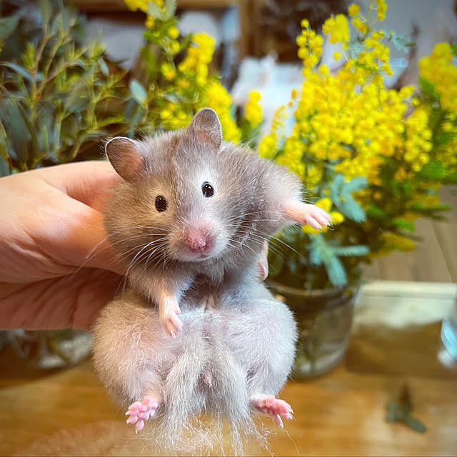 emiさんの実例写真