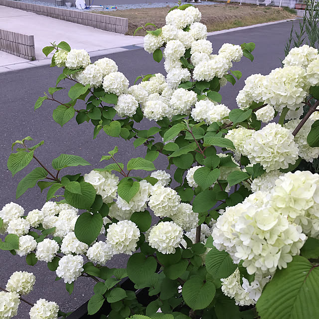 hirokoさんの実例写真