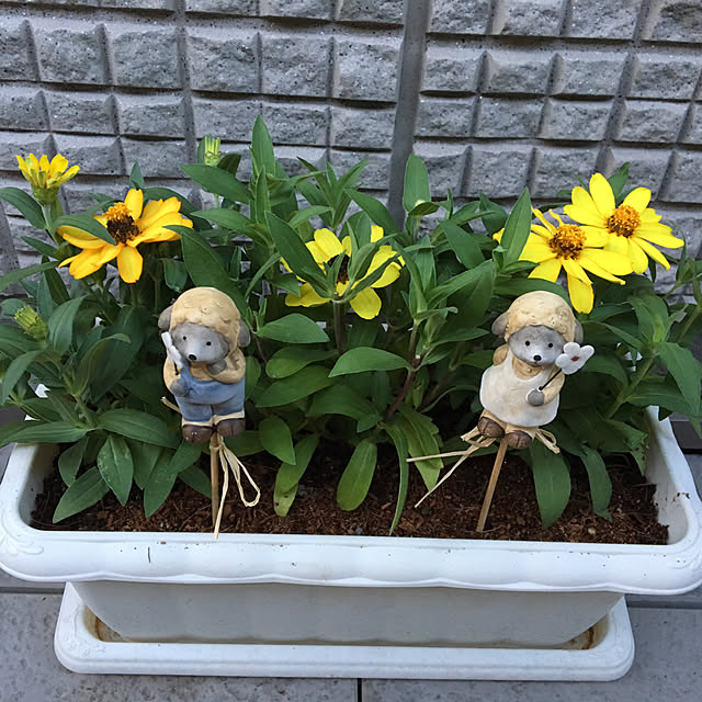 kiwiさんの実例写真