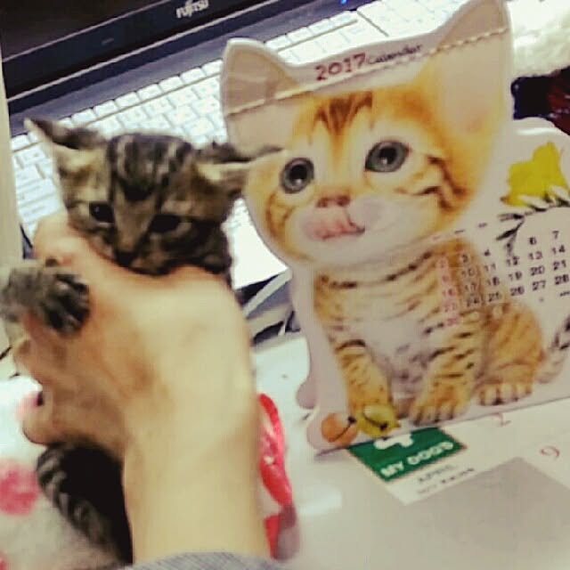 tantomeenさんの実例写真