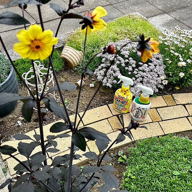 SAYOさんの実例写真