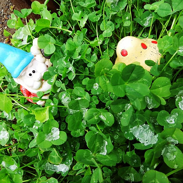 chipinoさんの実例写真