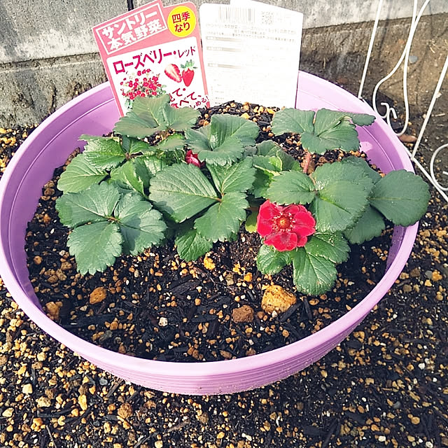 赤い花のイチゴ苗/花壇/家庭菜園する予定/鉢植え/ローズベリーレッド...などのインテリア実例 - 2020-03-17 10:16:02