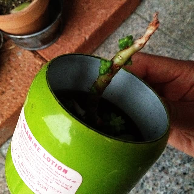 玄関/入り口/観葉植物/多肉ちゃん☆のインテリア実例 - 2014-05-26 19:03:56