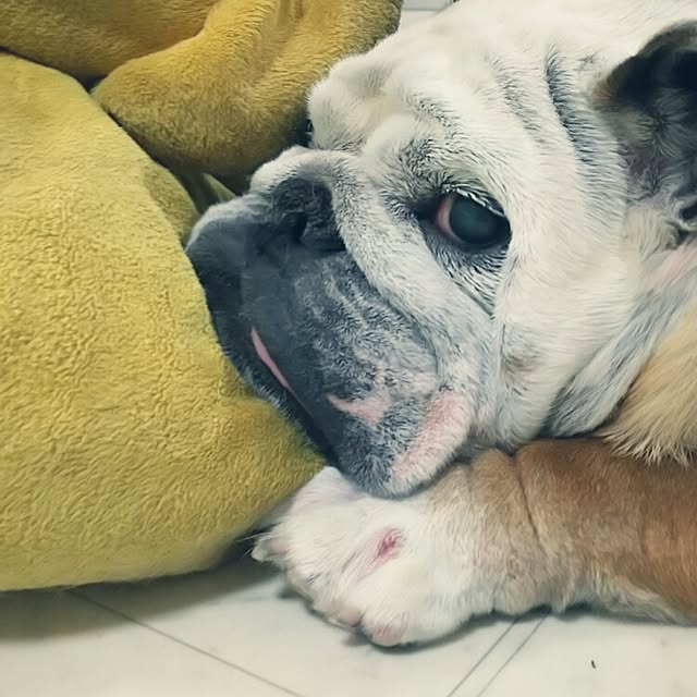 panchobiさんの実例写真