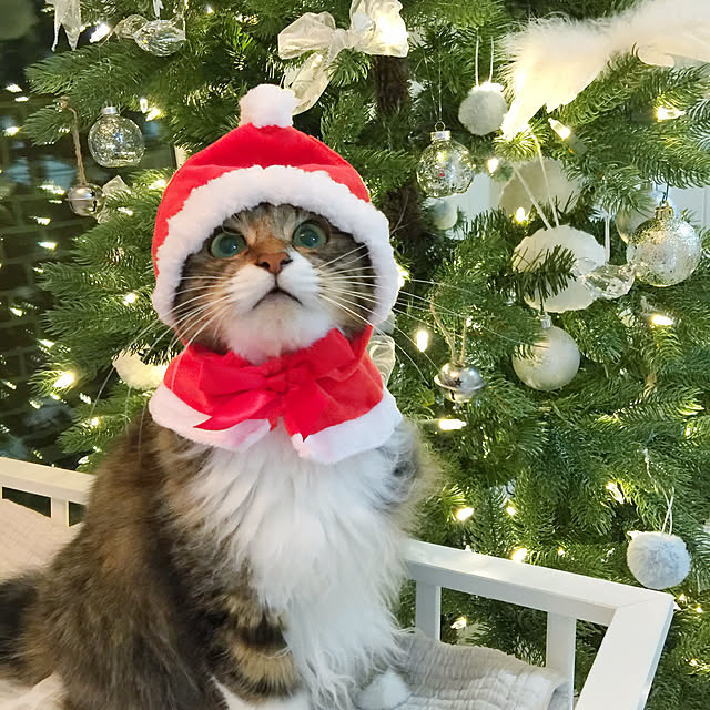 yuchiさんの実例写真