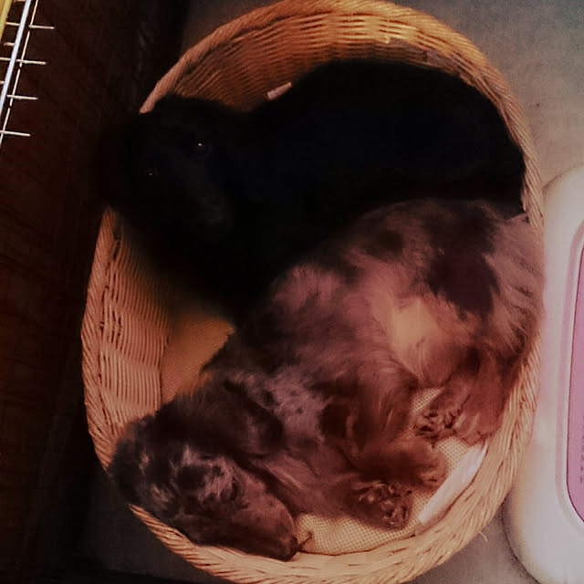 tikuwaさんの実例写真