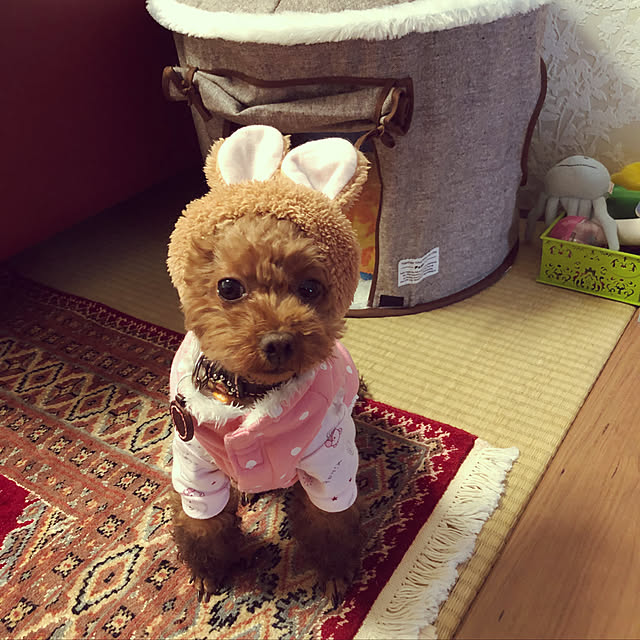 Tiaraさんの実例写真