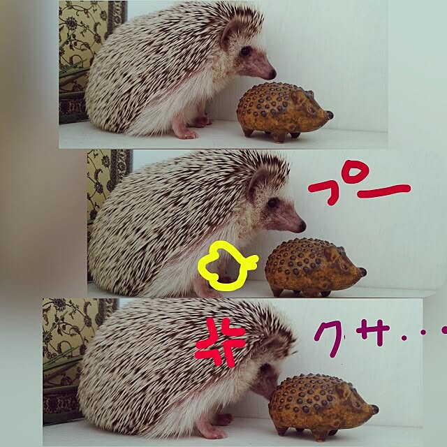 kuruさんの実例写真